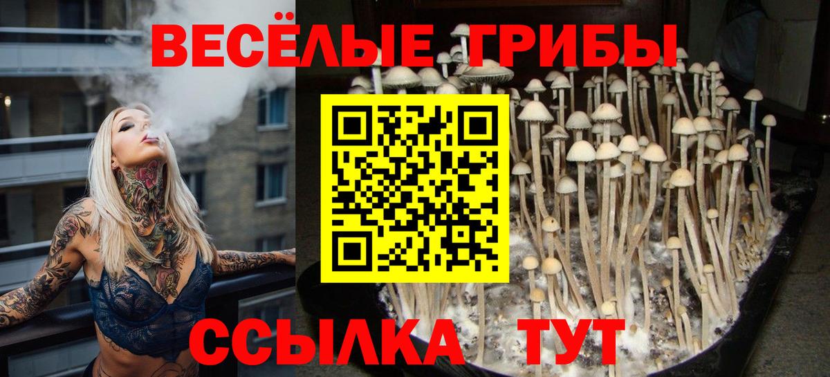 Когалым  хочу наркоту  Вход с VPN  Псилоцибиновые грибы Psilocybe 